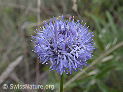 Berg-Jasione (Jasione montana) (ESCN2504)