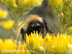 Felsen-Mauerpfeffer (Sedum rupestre)