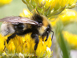 ESCN2513: Hellgelbe Erdhummel (Bombus lucorum) auf Berg-Mauerpfeffer