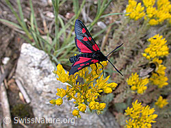 ESCN2519: Grosses Fünffleck-Widderchen (Zygaena lonicerae)