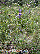 ESCN2523: Ähriger Ehrenpreis (Veronica spicata)
