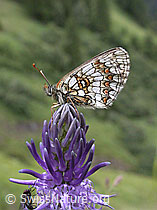 Foto: Wachtelweizen-Scheckenfalter (Melitaea athalia) auf Betonienblättriger Rapunzel (Phyteuma betonicifolium)