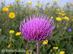 ESCN2965: Bergdistel, geöffnete Blüte