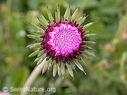 ESCN2969: Bergdistel, halb geöffnete Blüte