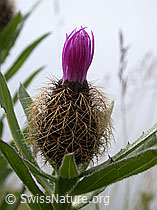 Foto: Federige Flockenblume, wenig geöffnete Blüte