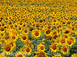 ESCN3248: Sonnenblumen