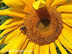ESCN3249: Blüte der Sonnenblume
