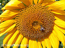 ESCN3250: Sonnenblumenblüte