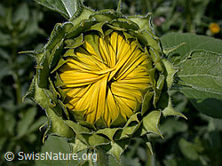ESCN3251: Sonnenblume