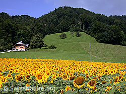 ESCN3253: Sonnenblumen