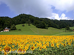 ESCN3255: Sonnenblumenfeld