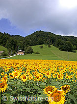 ESCN3258: Sonnenblumen