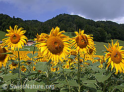 ESCN3261: Einjährige Sonnenblumen