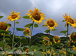 ESCN3263: Sonnenblumen