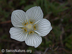 ESCN3307: Sumpf-Herzblatt, Blüte