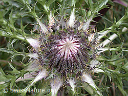 ESCN3313: Silberdistel (Carlina acaulis ssp. caulescens)
