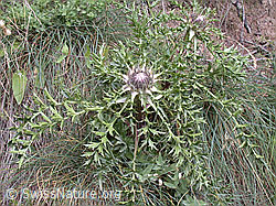 ESCN3314: Silberdistel (Carlina acaulis ssp. caulescens)