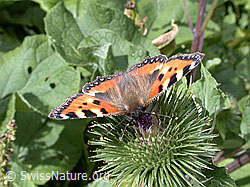 Foto: Kleiner Fuchs (Aglais urticae) auf Grosser Klette (Arctium lappa)