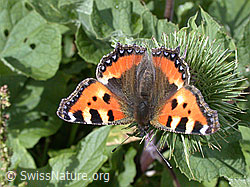 Kleiner Fuchs (Aglais urticae) auf Grosser Klette (Arctium lappa) (07.09.2002, ESCN4341)