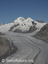 F000043: Eggishorn: Aletschgletscher, Konkordiaplatz, Mönch, Trugberg