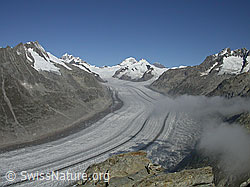 F000053: Aletschgletscher, Dreieckhorn, Jungfrau, Mönch, Trugberg, Chamm