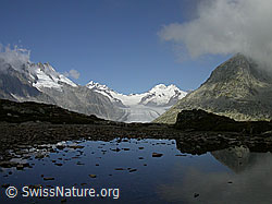 F000081: Bergsee mit Aletschgletscher