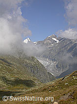 F000091: Oberaarhorn, Wasenhorn und Fieschergletscher