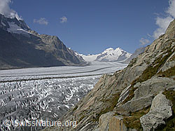 F000110: Platta: Aletschgletscher, Mönch und Trugberg