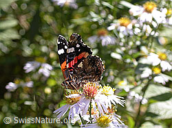 Foto: Admiral (Schmetterling)