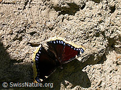 Trauermantel (Nymphalis antiopa) (F000151)