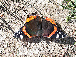 Foto: Admiral