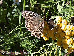 F000164: Kaisermantel valesina (Argynnis paphia f. valesina)