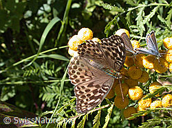 F000166: Kaisermantel valesina (Argynnis paphia f. valesina)