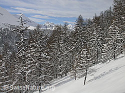 F001185: Frisch verschneiter Lärchenwald