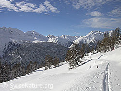 F001210: Winterliche Berglandschaft mit Skispur