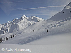 F001717: Skitourenfahrer im Aufstieg in unberührter Landschaft