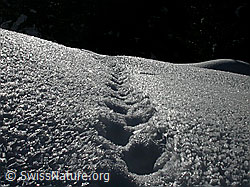 F001790: Fuchsspur durch Schnee mit starkem Rauhreif