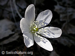 F002214: Leberblümchen mit weisser Blüte