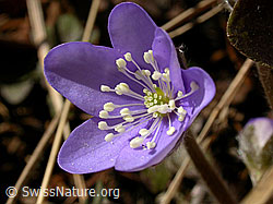 F002223: Blüte des Leberblümchens