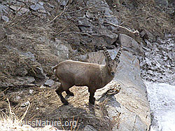 Foto: Steinbock