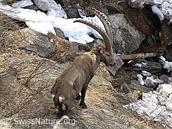 Foto: Steinbock