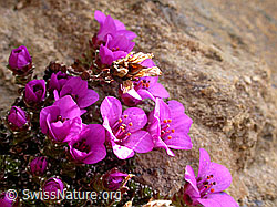 Foto: Gegenblättriger Steinbrech im Streiflicht