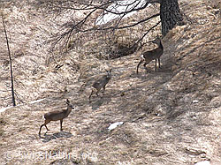 Foto: Drei Rehe