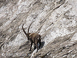 Foto: Steinbock