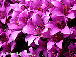 Foto: Gegenblättriger Steinbrech, Blüten