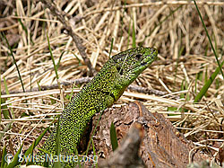 F002336: Smaragdeidechse (Lacerta bilineata)