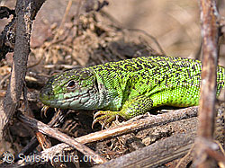 F002347: Smaragdeidechse (Lacerta bilineata)