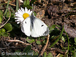 F002351: Aurorafalter (Anthocharis cardamines) auf Gänseblümchen (Bellis perennis)