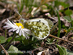 Aurorafalter (Anthochais cardamines) an Blüte der Gemeinen Nachtviole (Hesperis matronalis)