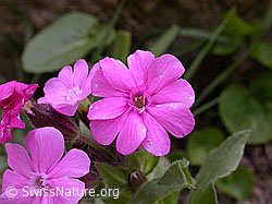 F002399: Rote Waldnelke (Silene dioica)